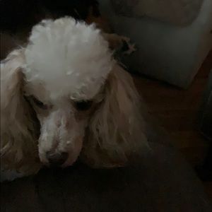 Meet your Posher, Andrew